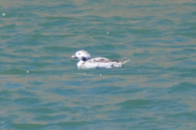 Long-tailed Duck - ML324477041