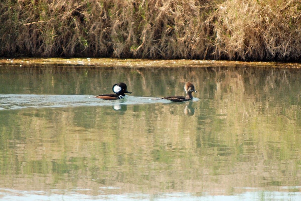 Hooded Merganser - ML324477091