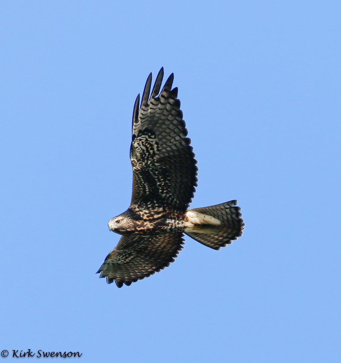 Swainson's Hawk - Kirk Swenson