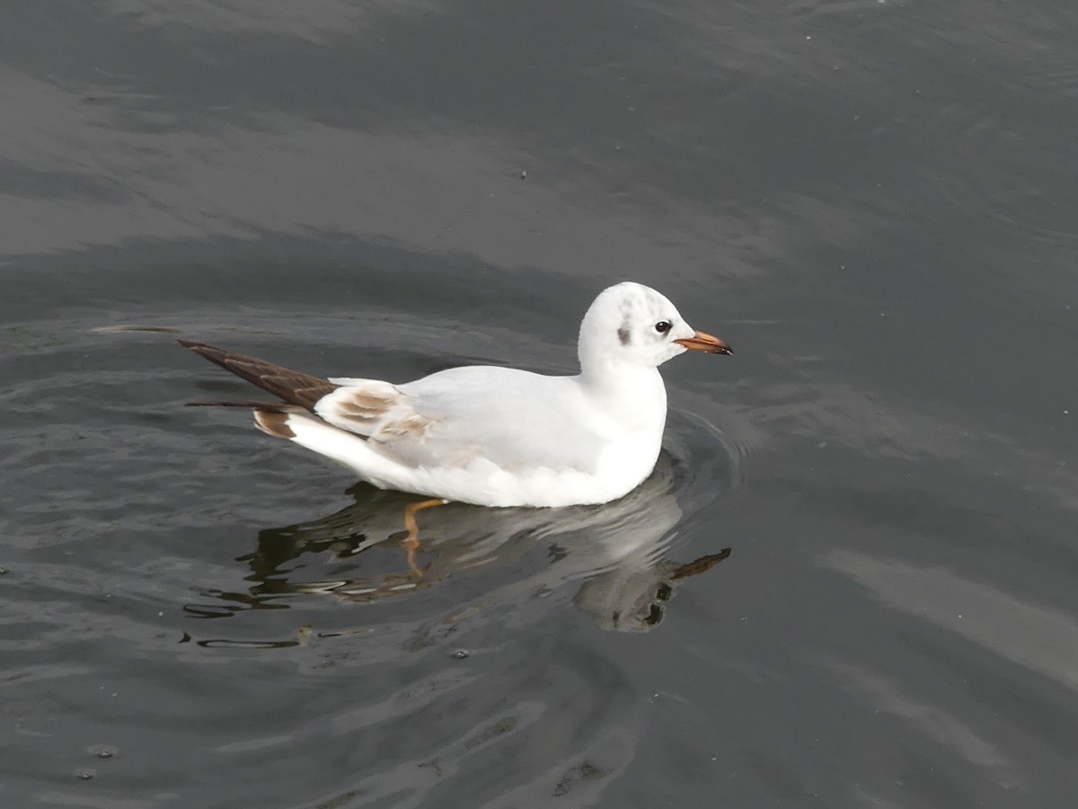 Mouette rieuse - ML324477611