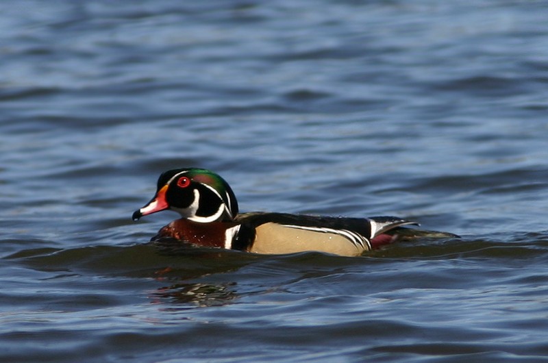 Wood Duck - ML324478951