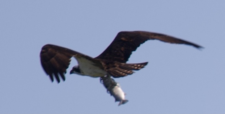 Osprey - ML324479511