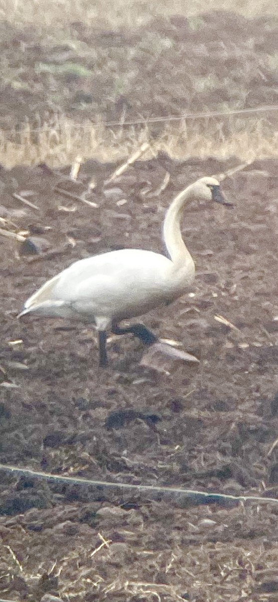 Tundra Swan - Joanie & Mark Hubinger