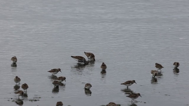 Dunlin (pacifica/arcticola) - ML324481221