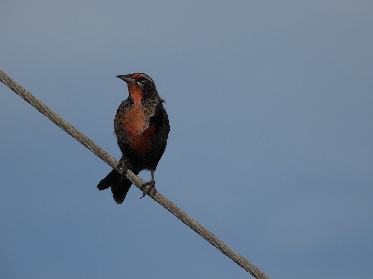 Long-tailed Meadowlark - ML324481241