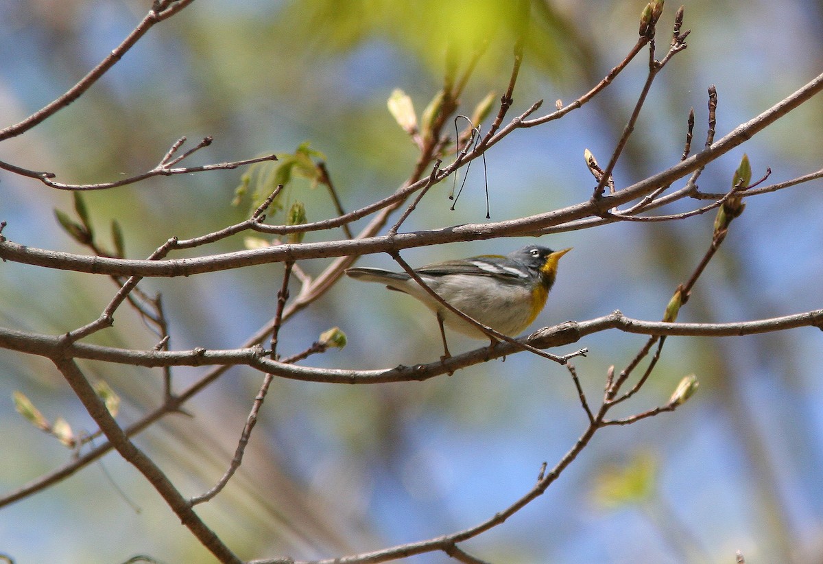 Parula Norteña - ML324481421