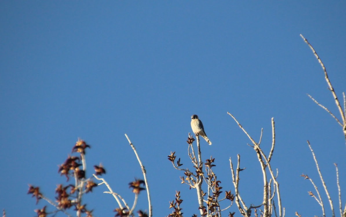 American Kestrel - Lila Mable