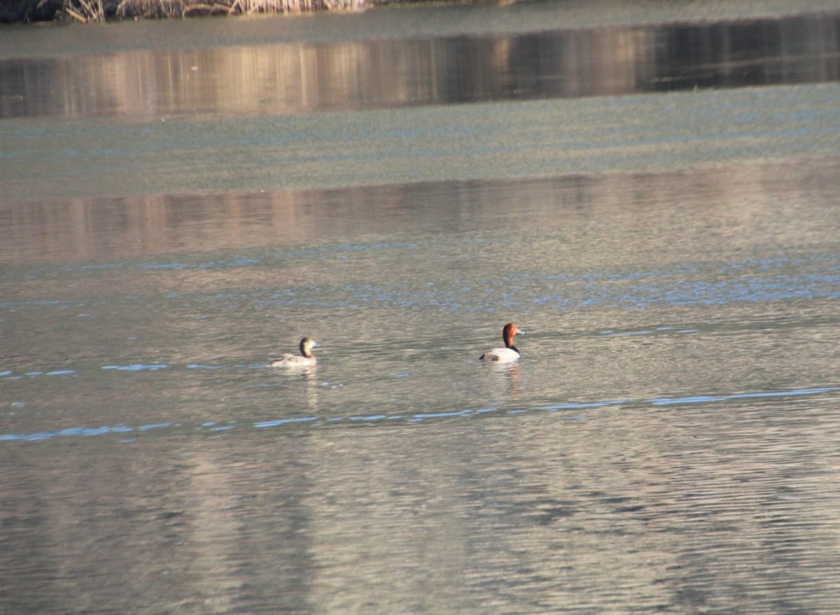 tanımsız ördek (Anatinae sp.) - ML324483201