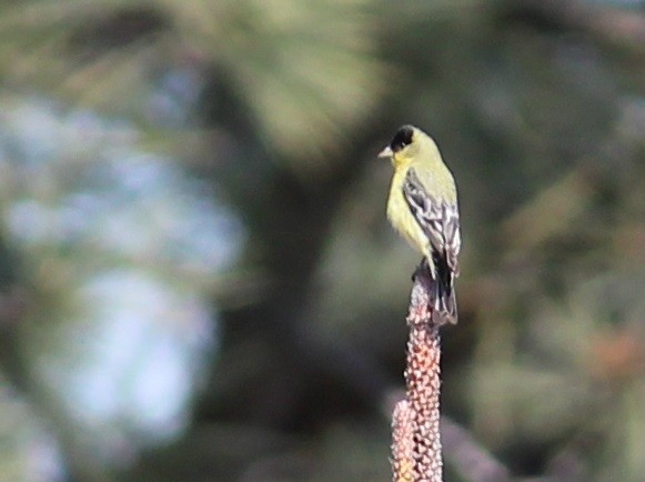 Lesser Goldfinch - ML324483381