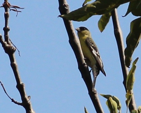 Lesser Goldfinch - ML324483391