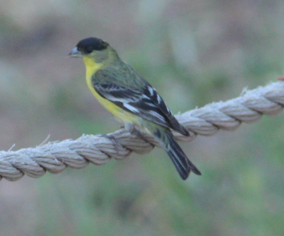 Lesser Goldfinch - ML324483591