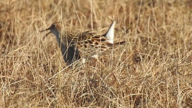 Pectoral Sandpiper - ML324483671