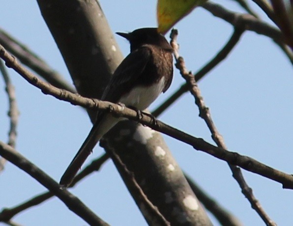 Black Phoebe - ML324483831