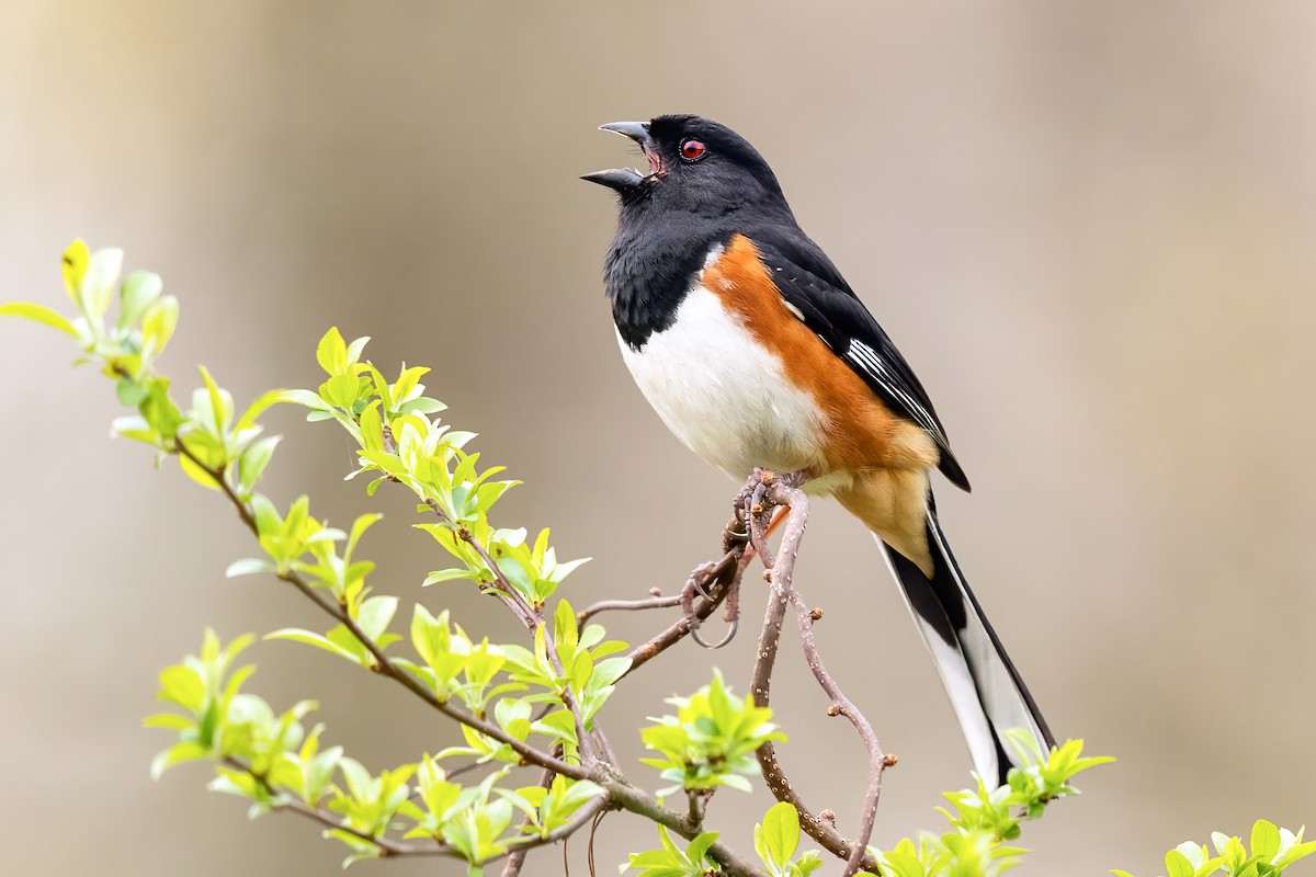 Eastern Towhee - ML324483981