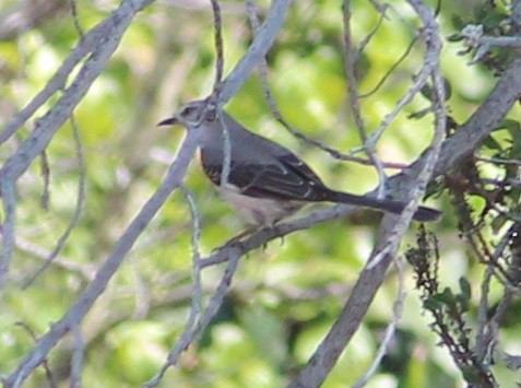 Northern Mockingbird - ML324484131