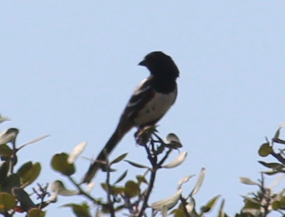 Spotted Towhee - ML324484271