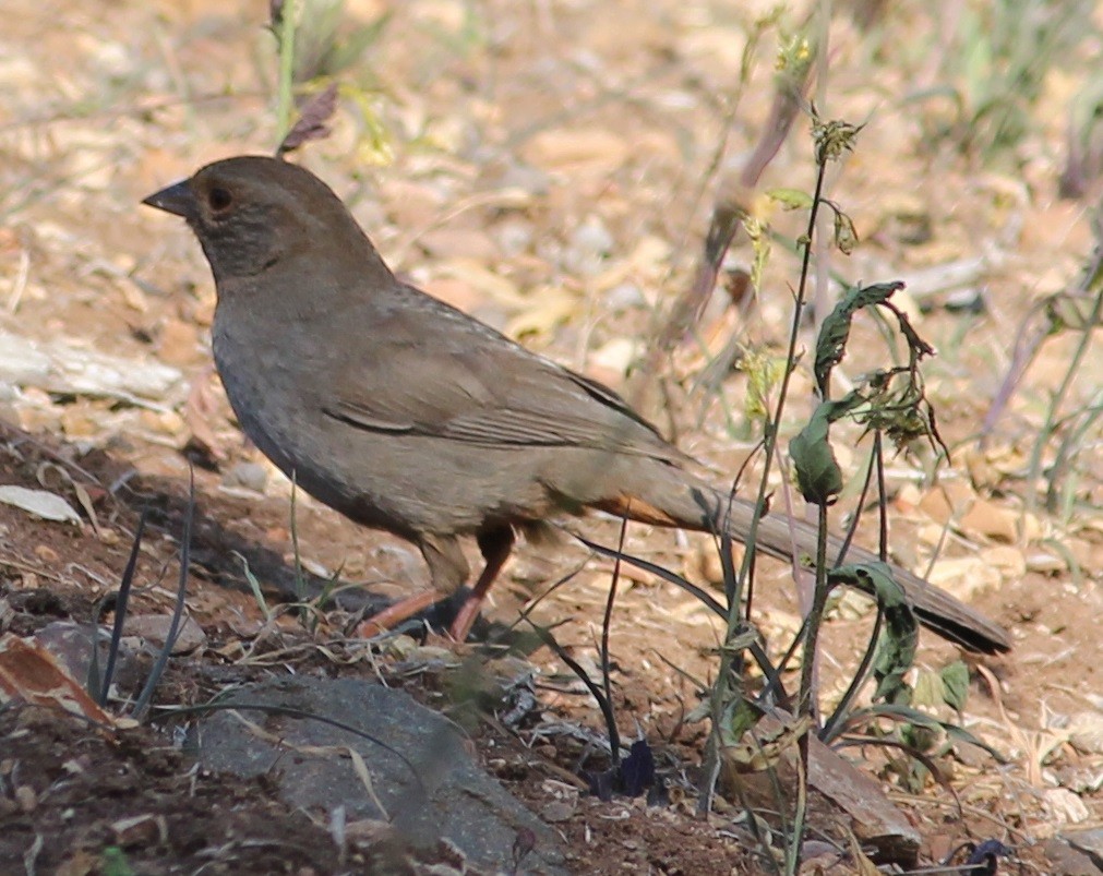 California Towhee - ML324484321