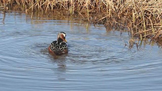 Red Phalarope - ML324485781