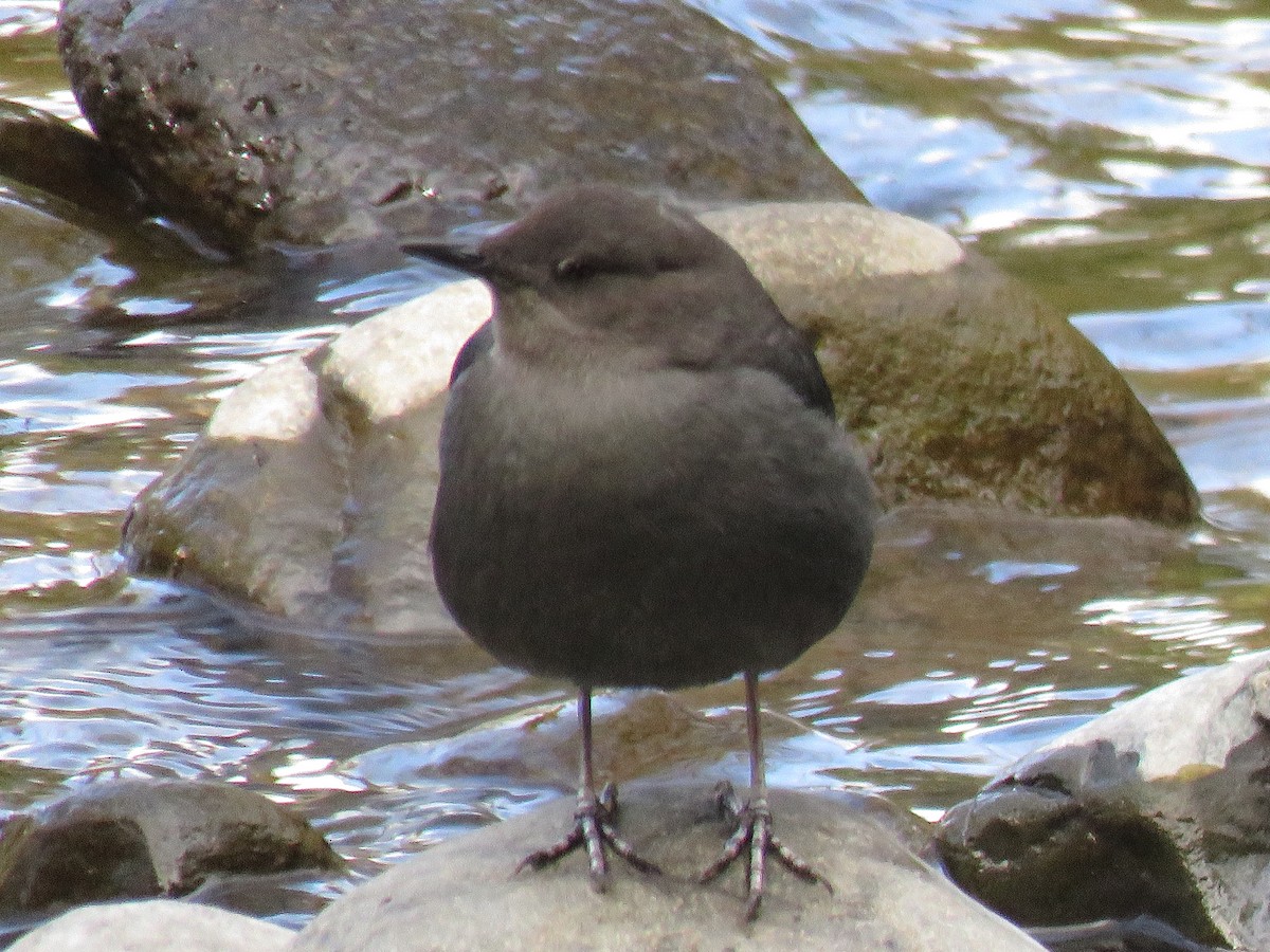 American Dipper - ML324486921