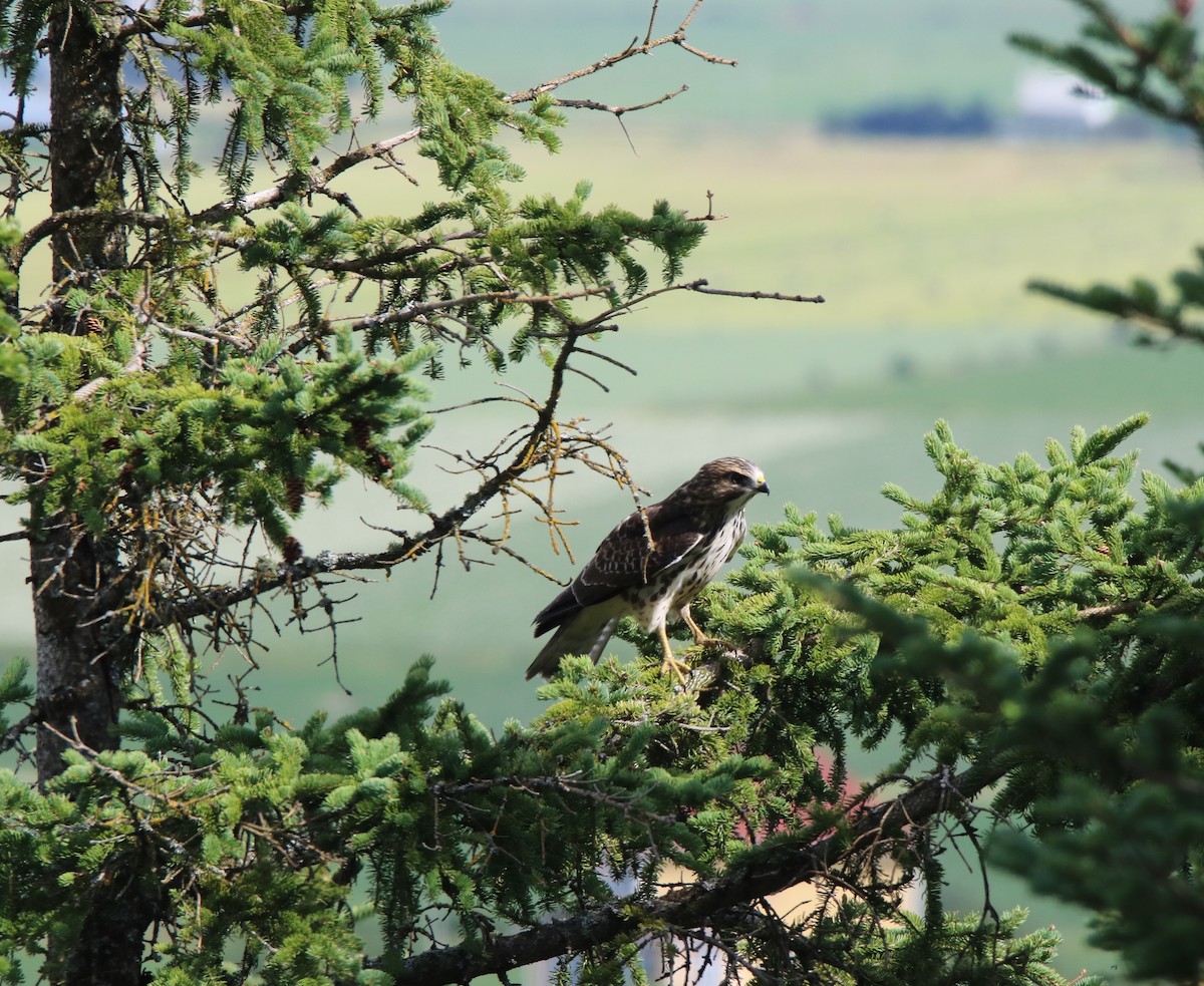 Red-tailed Hawk - ML32448861