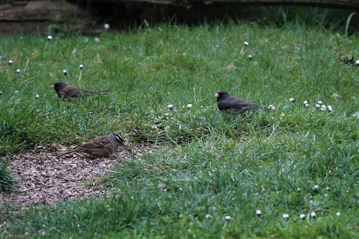 Dark-eyed Junco (Slate-colored) - ML324489371