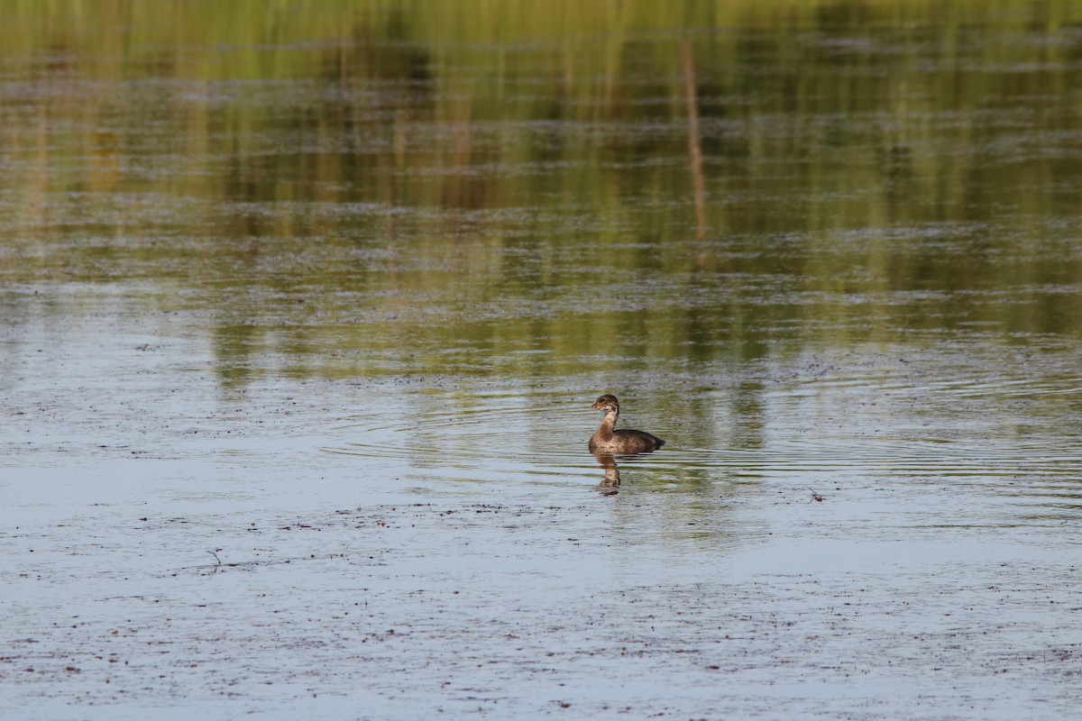 Pied-billed Grebe - ML32449021