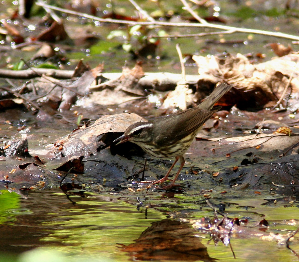 Louisiana Waterthrush - ML324491171