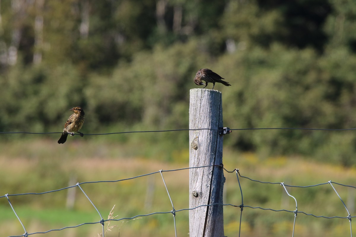 Red-winged Blackbird - ML32449121