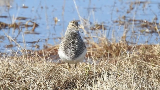 Pectoral Sandpiper - ML324491561