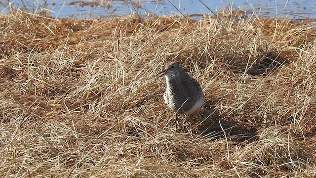 Pectoral Sandpiper - ML324492171