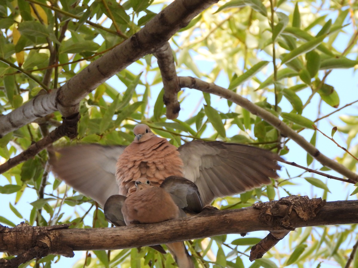 Eared Dove - ML324493821