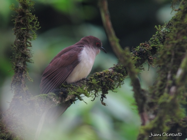 Black-billed Cuckoo - ML324493981