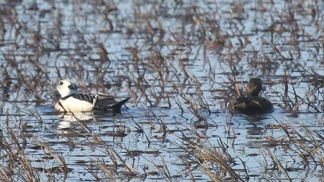 Steller's Eider - ML324494971