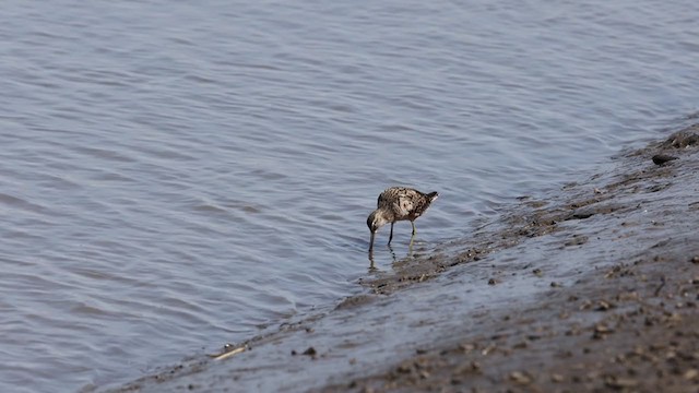 Long-billed Dowitcher - ML324496171