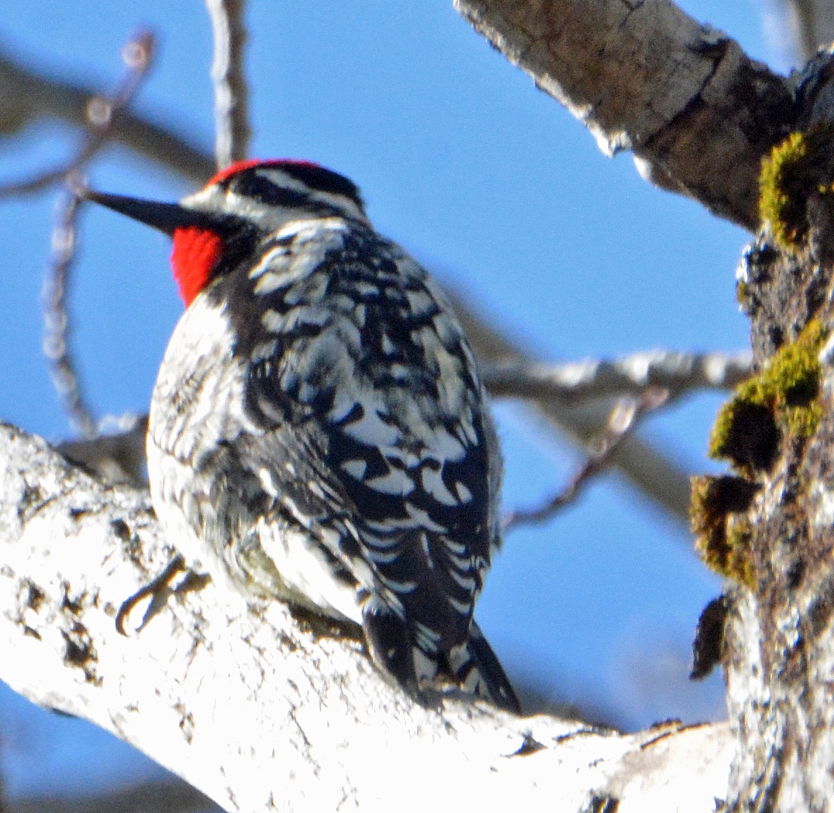Yellow-bellied Sapsucker - ML324496421