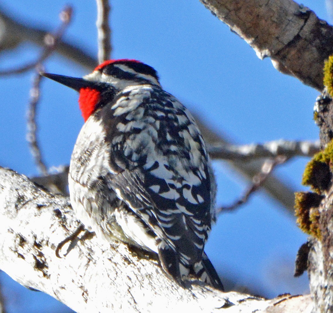 Yellow-bellied Sapsucker - ML324496471