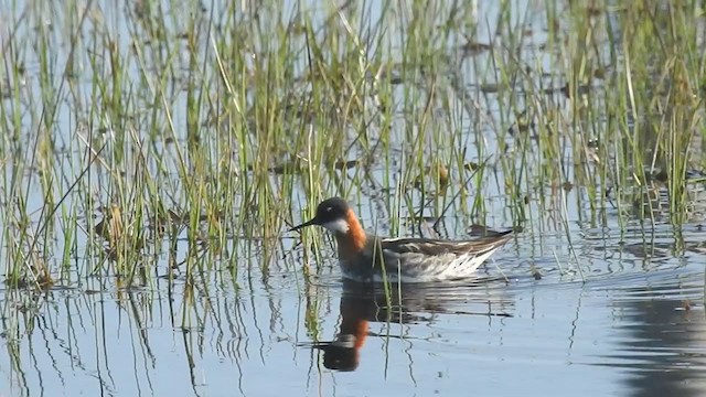 Phalarope à bec étroit - ML324496821