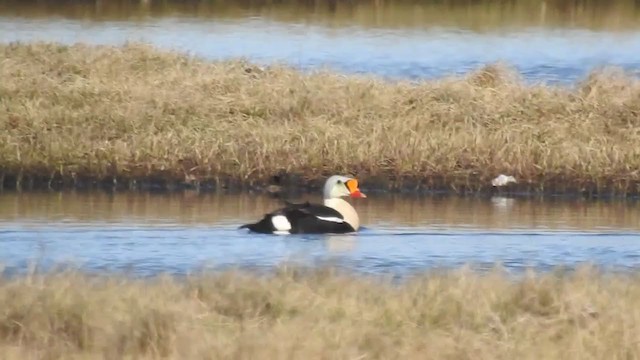 Eider à tête grise - ML324497581