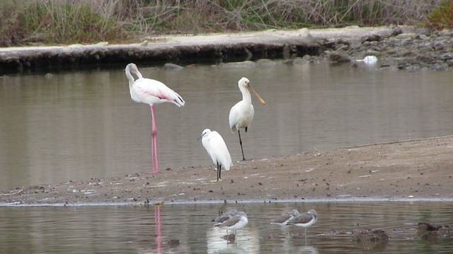 Eurasian Spoonbill - ML324500591