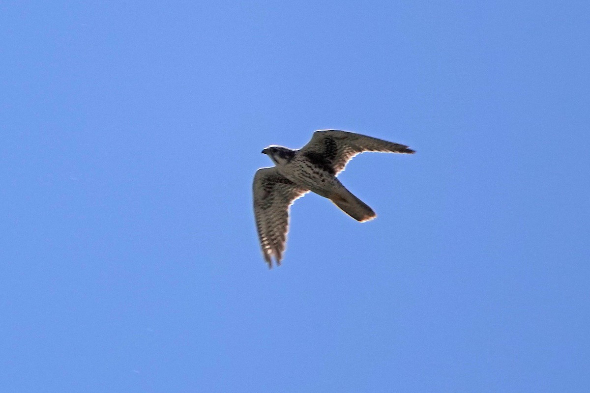 Prairie Falcon - ML324500771