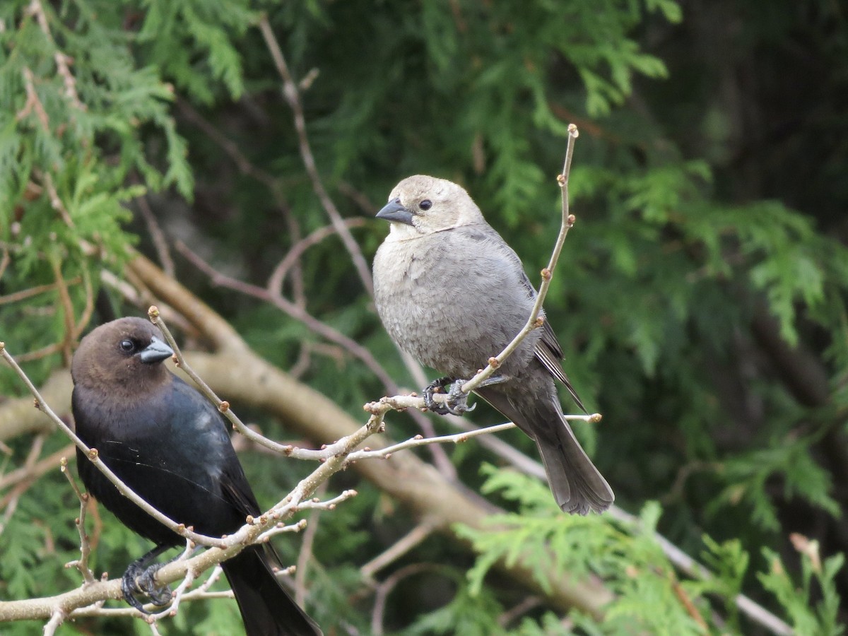 Brown-headed Cowbird - ML324501331
