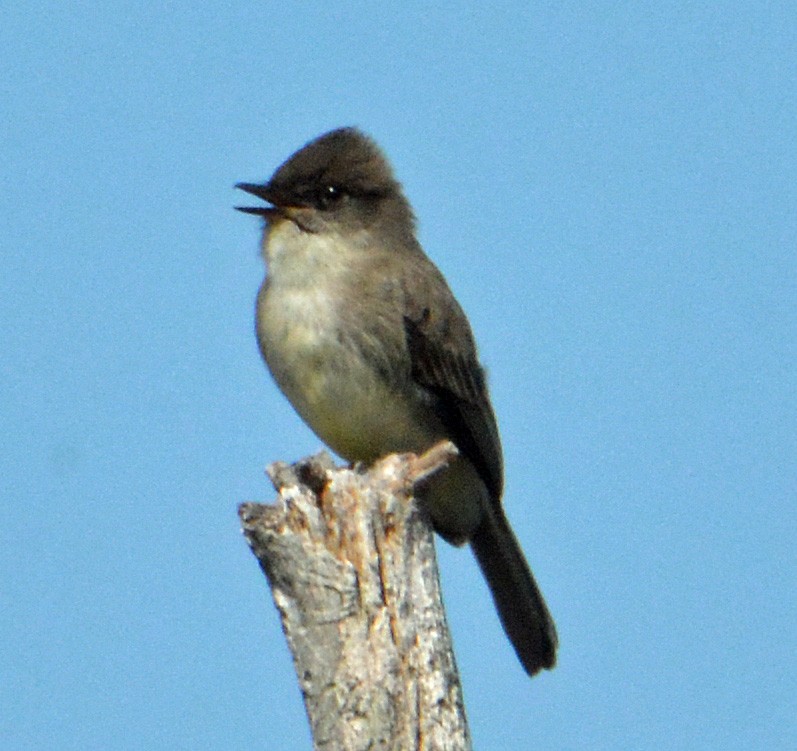 Eastern Phoebe - ML324501681