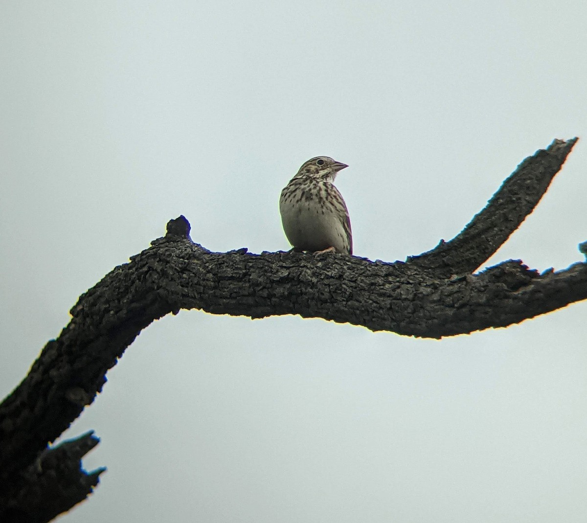 Vesper Sparrow - ML324501971