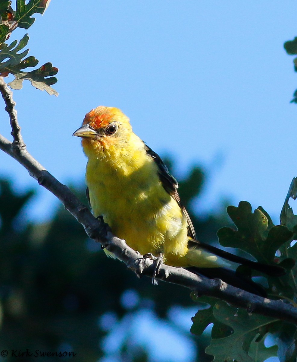 Western Tanager - ML32450331