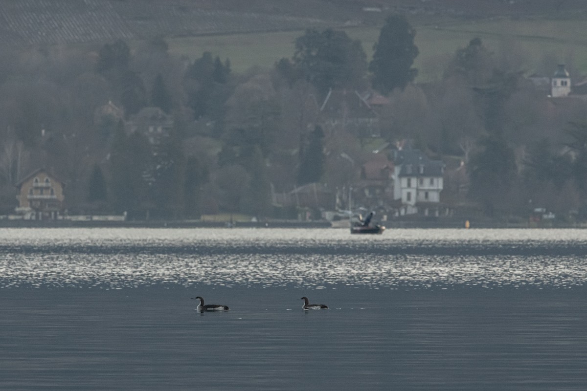 Arctic Loon - ML324503611