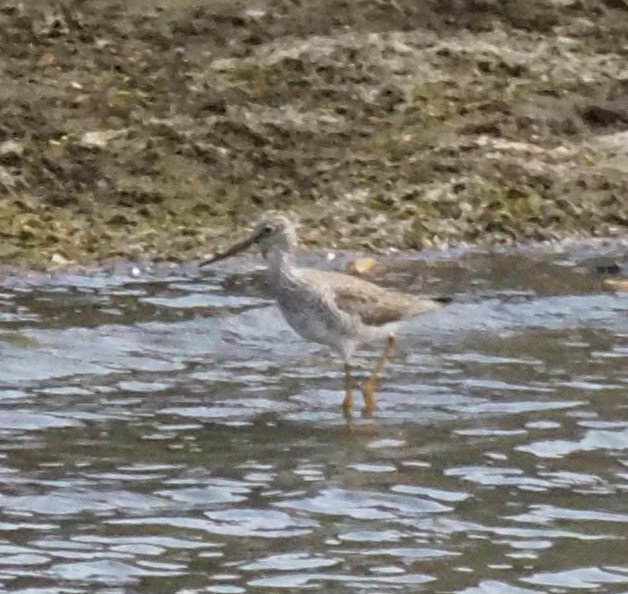 Greater Yellowlegs - ML324504001