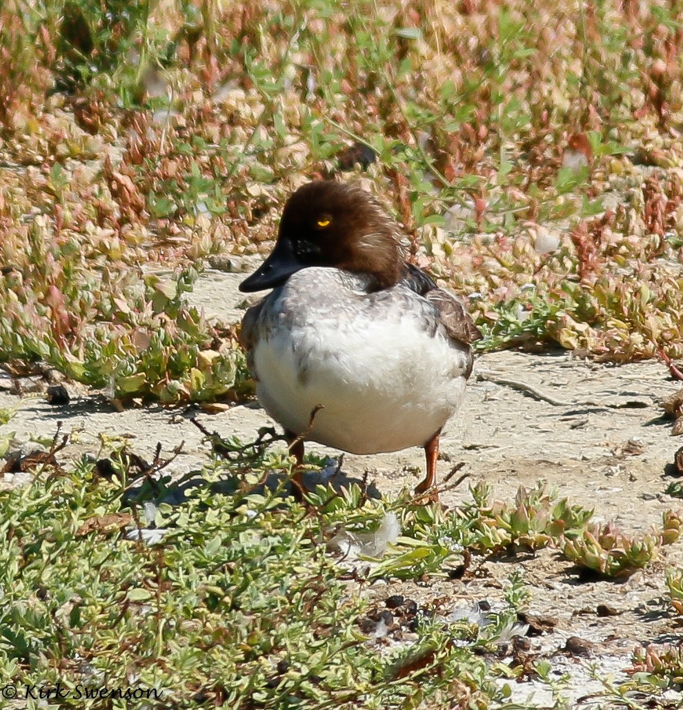 Common Goldeneye - ML32450431