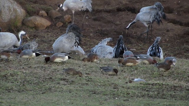 Eurasian Wigeon - ML324504451