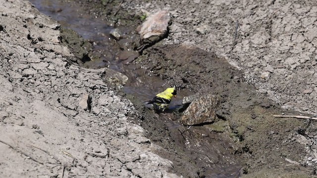 American Goldfinch - ML324504891