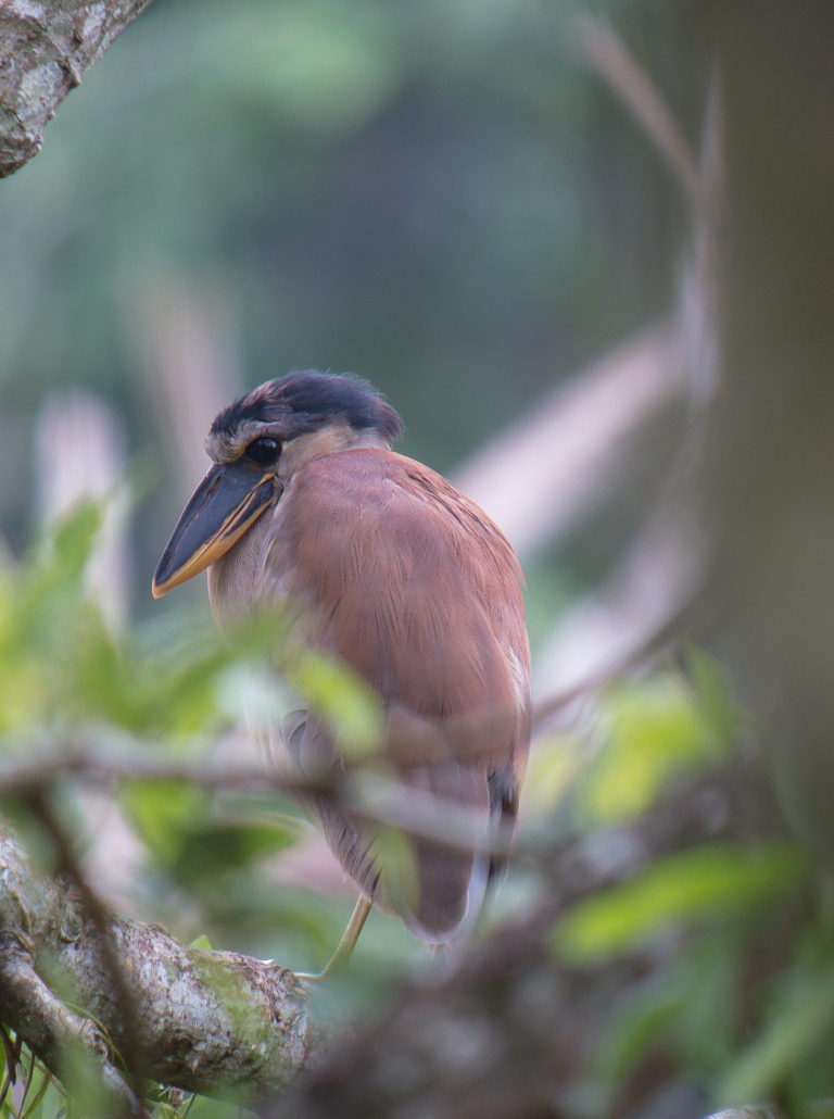 Boat-billed Heron - ML324506811